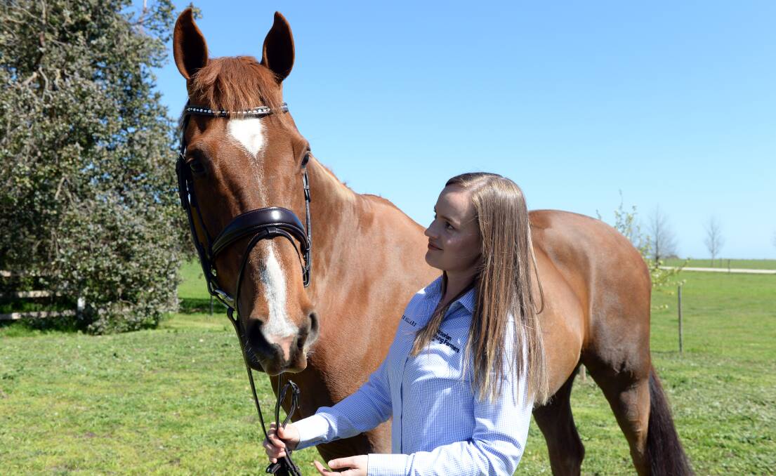 LOVE: Tarrakellah Vision, better known as Diesel, is being groomed several times a day to ensure his coat is shiny and looking its best for the Garryowen Equestrienne Turnout competition at the Royal Melbourne Show. Picture: Kate Healy