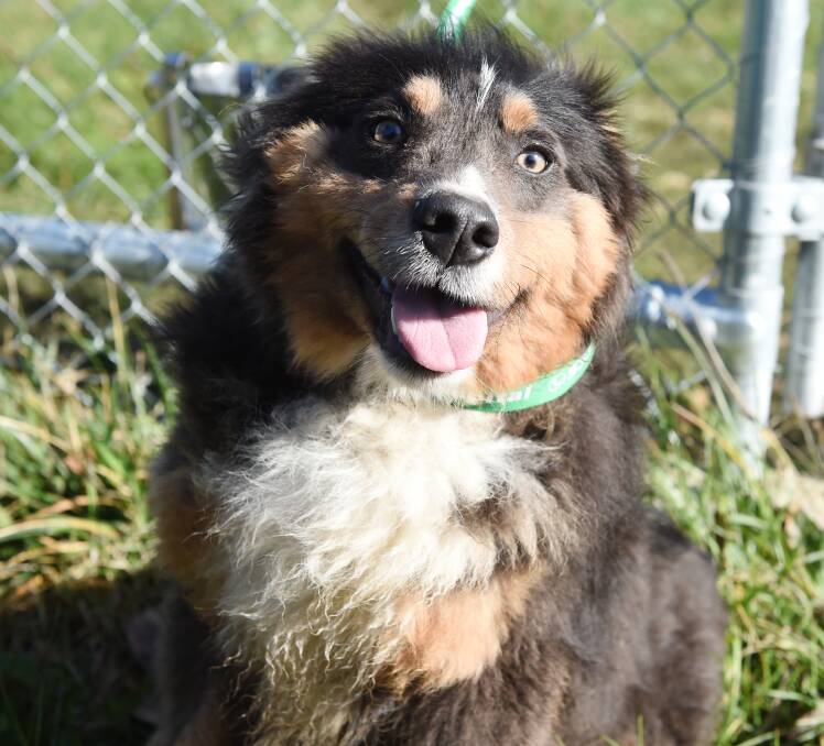 BOUNCY: Pickles, a juvenile sheltie x border collie, was adopted and returned to the shelter as she was too boisterous.