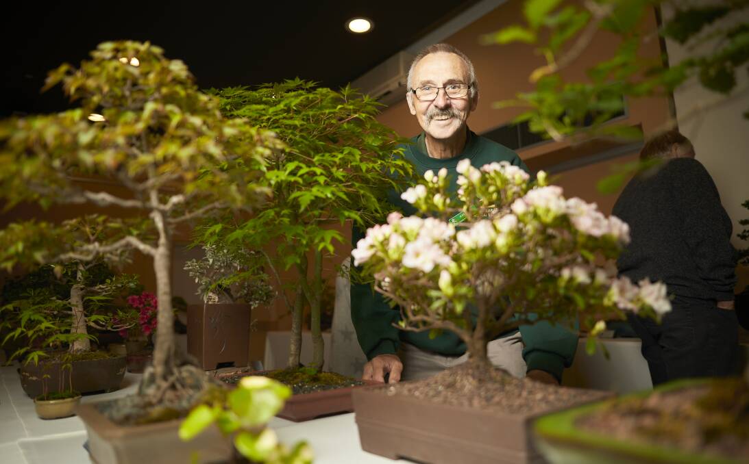 GREENERY: Alex McKee from the Ballarat Bonsai Society with some of the 80 bonsai plants that were on display in the Robert Clark Centre. Picture: Luka Kauzlaric