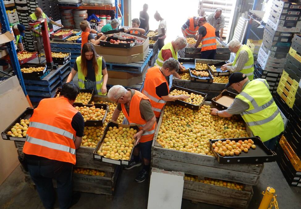 Members of the No. 23 Masonic Social Committee sort apricots ahead of their annual fruit sale.