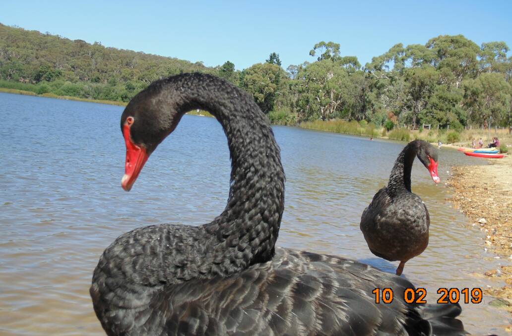 The two swans at St George's Lake at Creswick