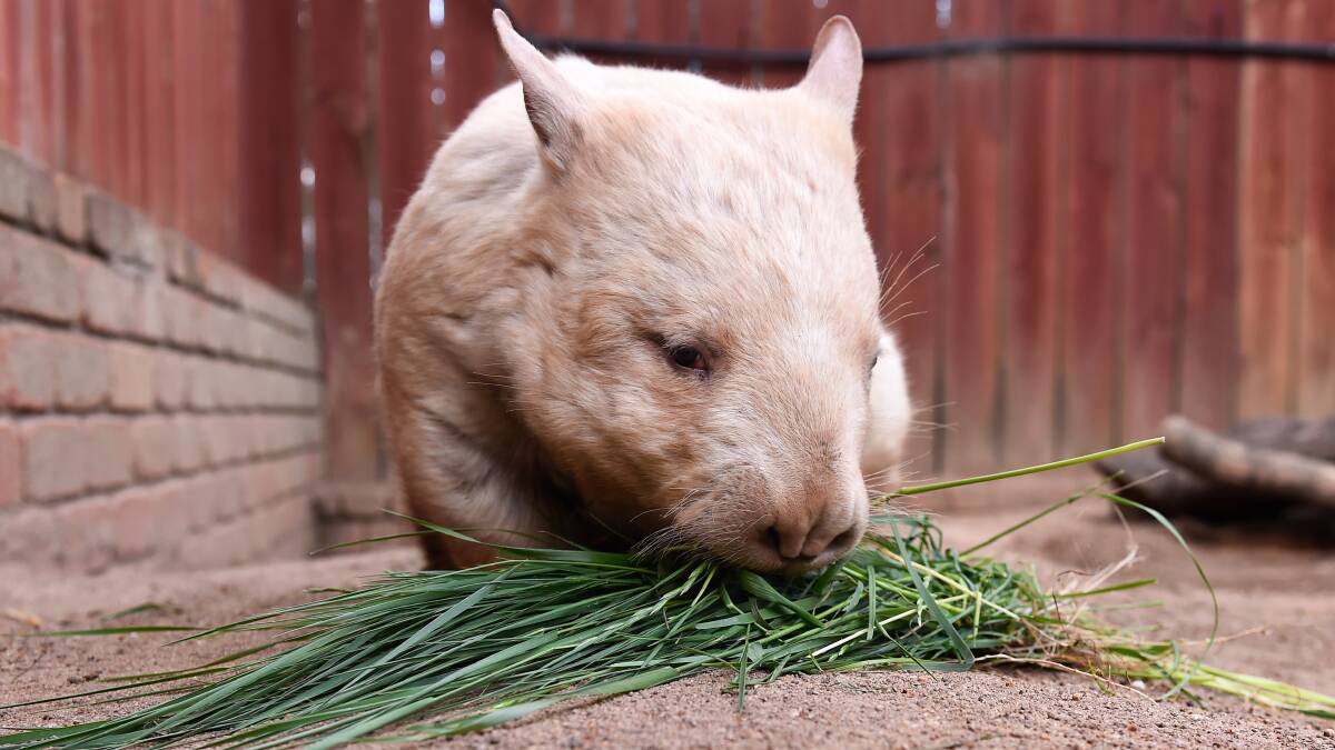WAITING: Honey Bun the Southern Hairy Nosed Wombat is looking forward to welcoming Melbourne visitors to the Ballarat Wildlife Park next weekend. Picture: Adam Trafford