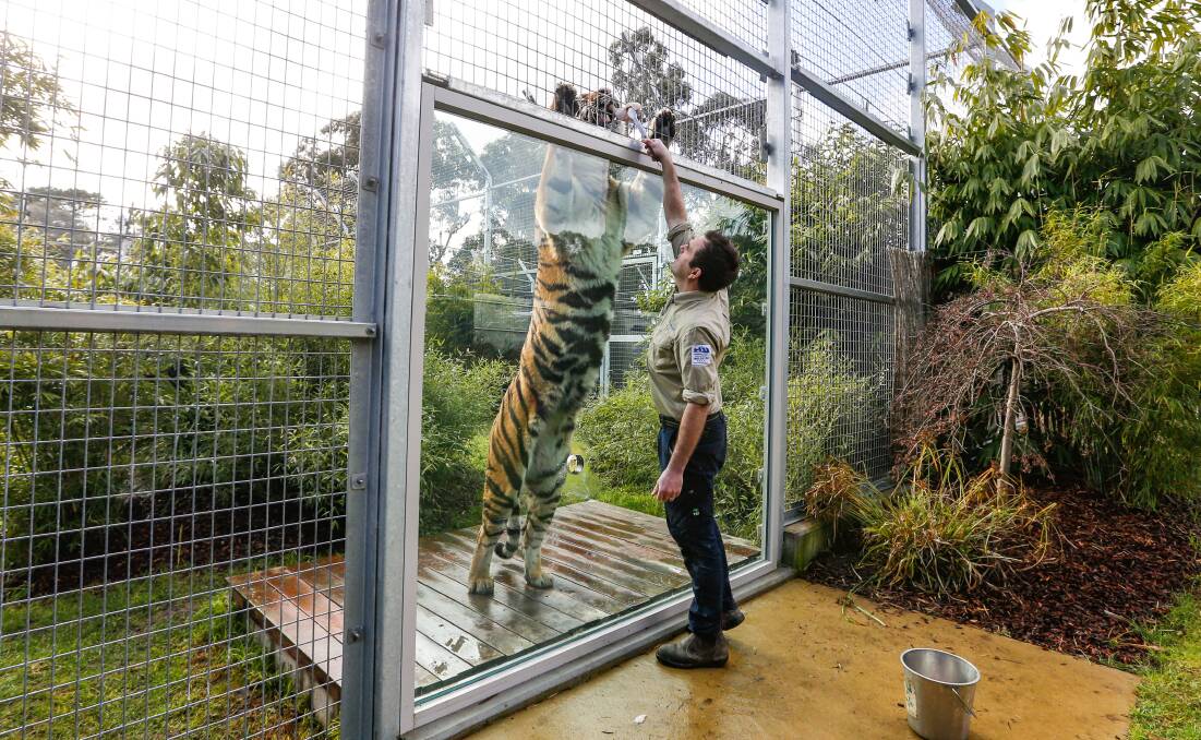 PAWS: As one of Australia's tallest tigers, standing over 8ft tall, Kai looms over keeper Jared Mulholland at Ballarat Wildlife Park. Picture: Luke Hemer