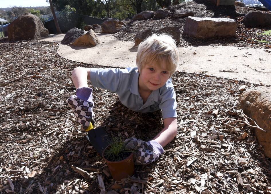 GROWING: Foundation student Daniel plants his tree in the new playground at Mount Pleasant Primary. Picture: Lachlan Bence