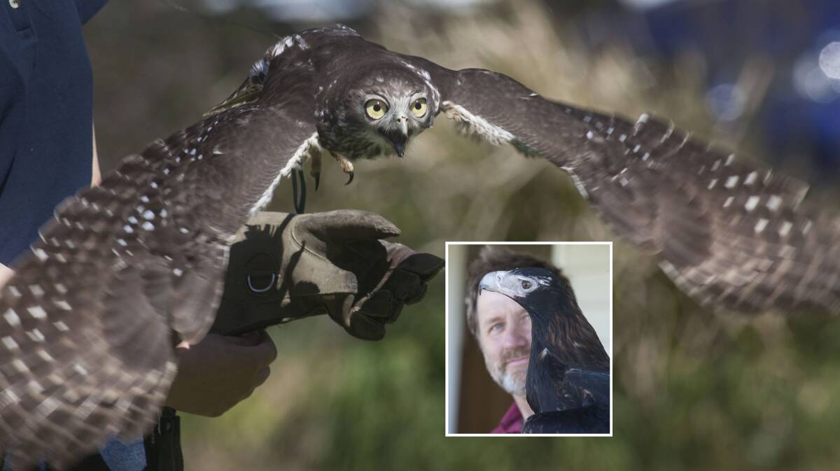 FLIGHT: Barking owl Skeksi takes off during the Leigh Valley Hawk and Owl Sanctuary show at Buninyong on Saturday. Inset: Martin Scuffins with wedge tail eagle Yarrum after being swooped by magpies. Pictures: Mark Smith