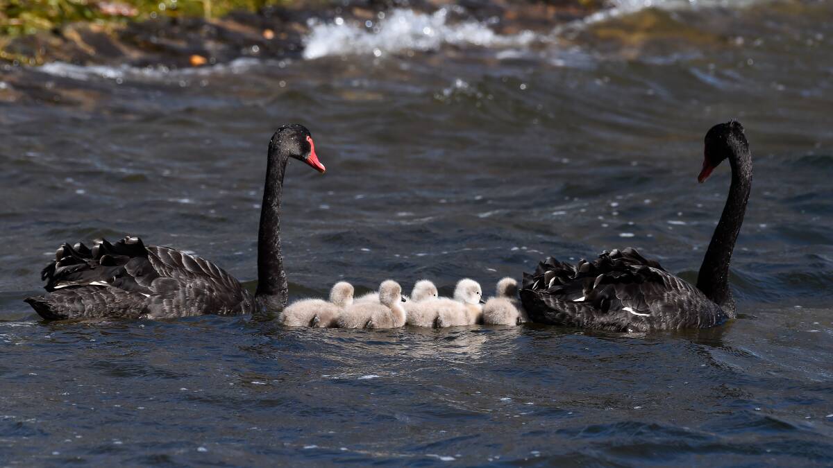 FAMILY: Proud parents with their brood on the lake. Picture: Adam Trafford