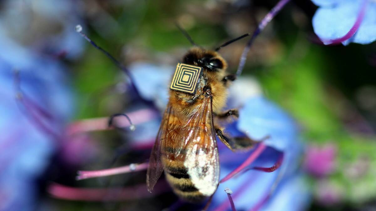 Bees with backpacks to help secure the species' future
