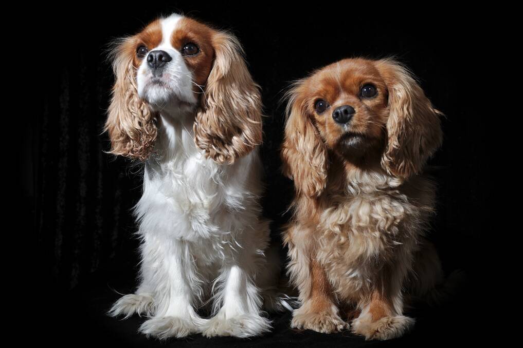 CUTE: King Charles Cavaliers Arwen and Zelda put their best furry feet forward during a photoshoot organised by their owner Annaliese with Four Foot Fotos photographer Steve Barnes. 