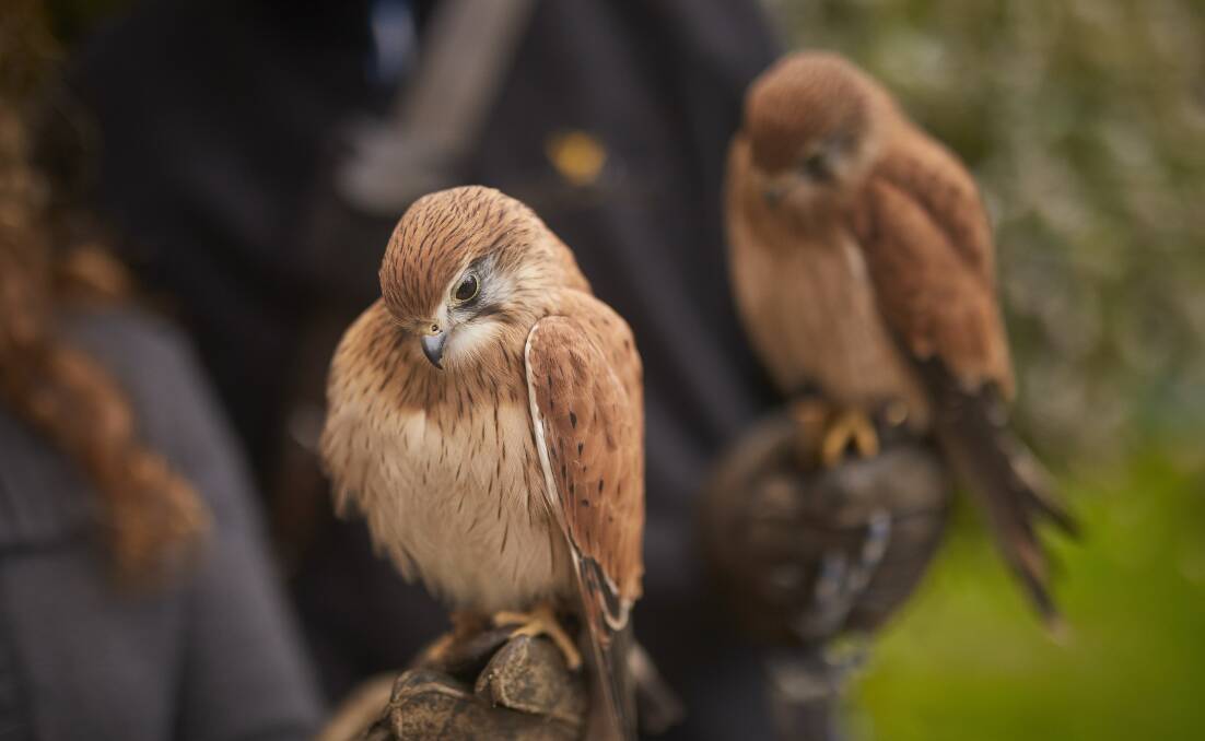 KESTRELS: Jedda and Kevy are used for educational purposes and often fly indoors as part of school programs when not involved in high tech research.
