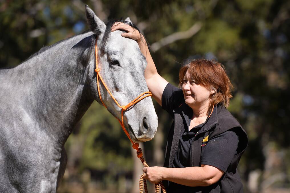 SANCTUARY: Horse Shepherd Equine Sanctuary founder Anne Young and Big Grey, one of the horses rescued from starvation at Bulla five years ago. 