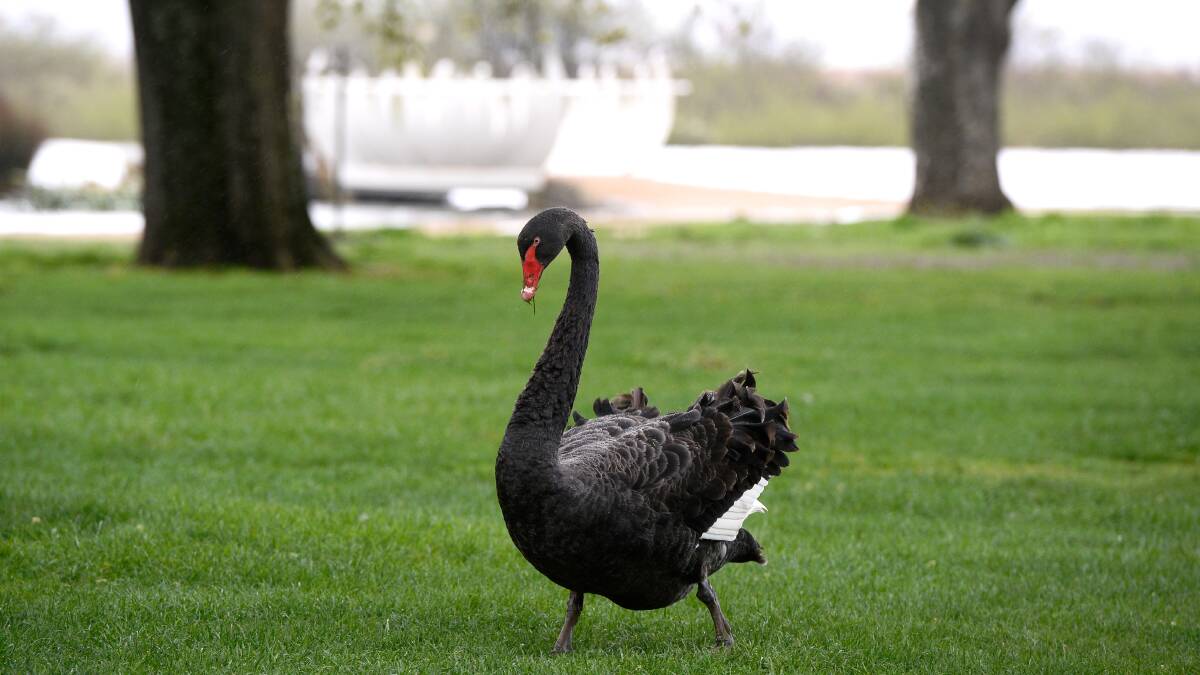 Extra protection promise for lake swans after dog attack