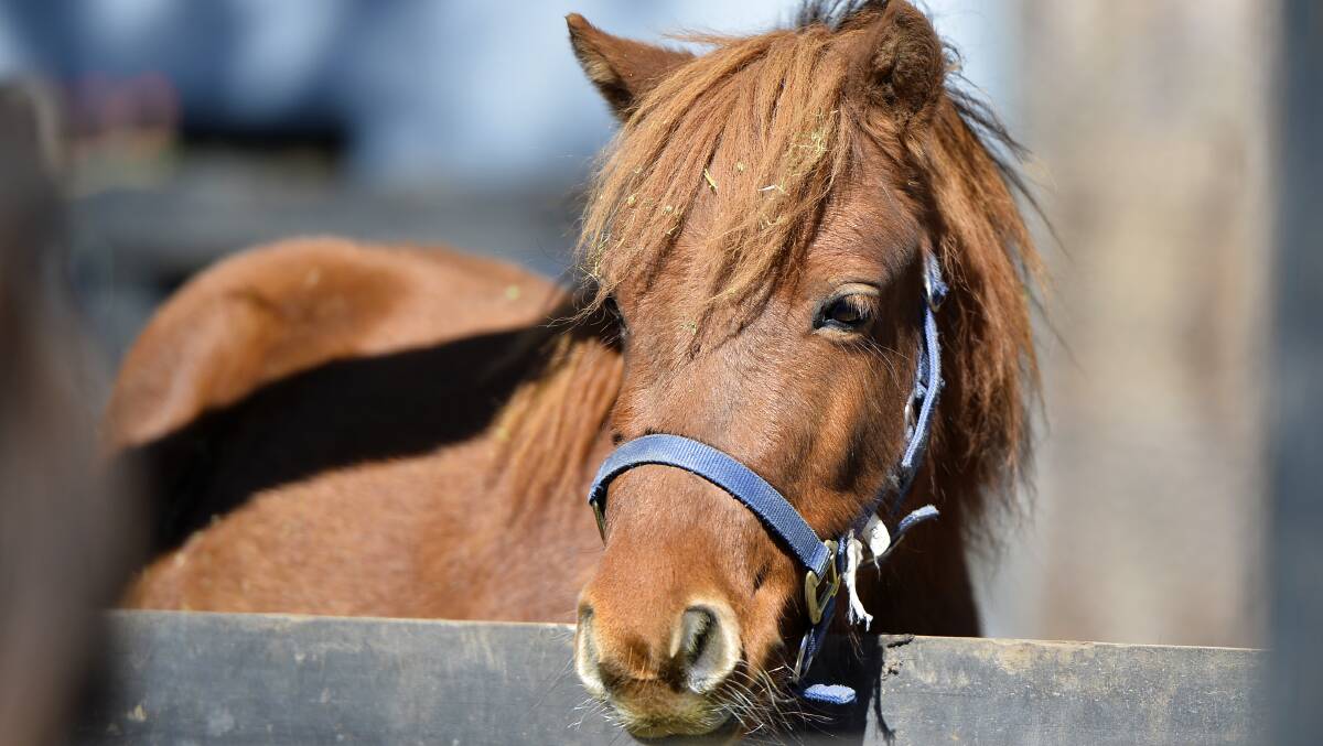 MINI: Not all the horses are big at Horse Shepherd Equine Sanctuary.