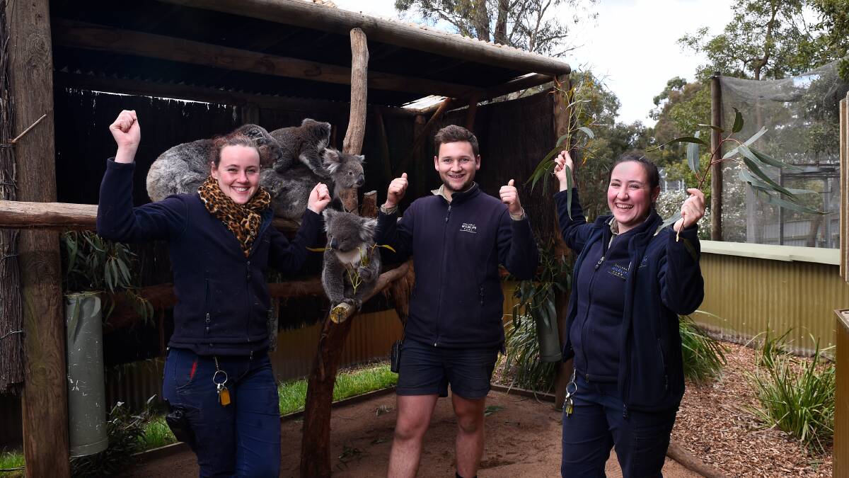READY: Marine Kim Grout, Darcy Strange and Rhianne Manners at Ballarat Wildlife Park are looking forward to welcoming back visitors from Melbourne as restrictions ease ahead of the Melbourne Cup weekend. Picture: Adam Trafford