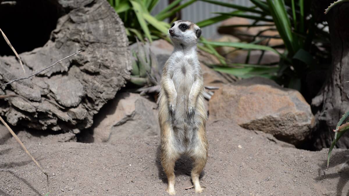 GUARD: A meerkat at Ballarat Wildlife Park stands sentry. Picture: Kate Healy