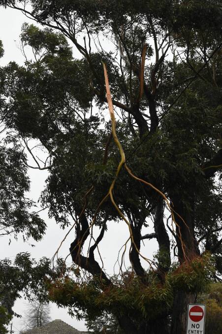 DANGER: Tree branches balance precariously on powerlines in Smythes Rd, Delacombe. Picture: Kate Healy