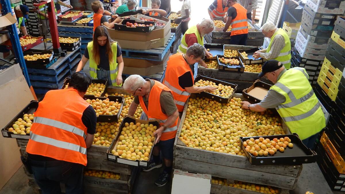 Freemasons, family members and helpers packing the fruit ready for sale. Picture: supplied