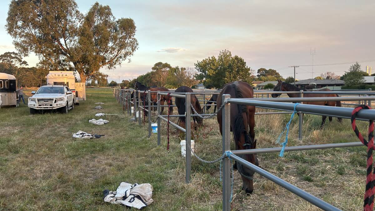 Horses find refuge in Ballarat as Buangor fires take hold