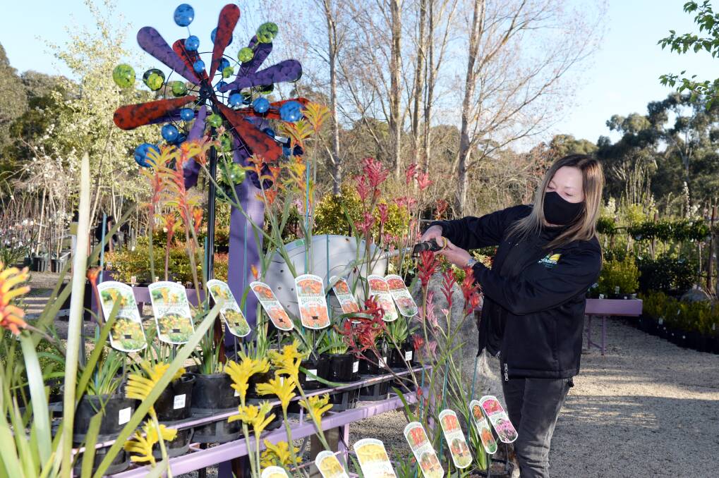 COLOUR: Growmaster Nursery Warrenheip owner Liz Saathoff says business has boomed during the coronavirus lockdown and the first weeks of spring. Picture: Kate Healy