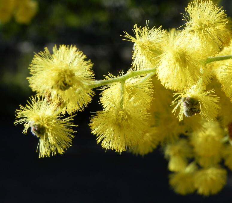 Golden wattle seeds are on the International Space Station for six months