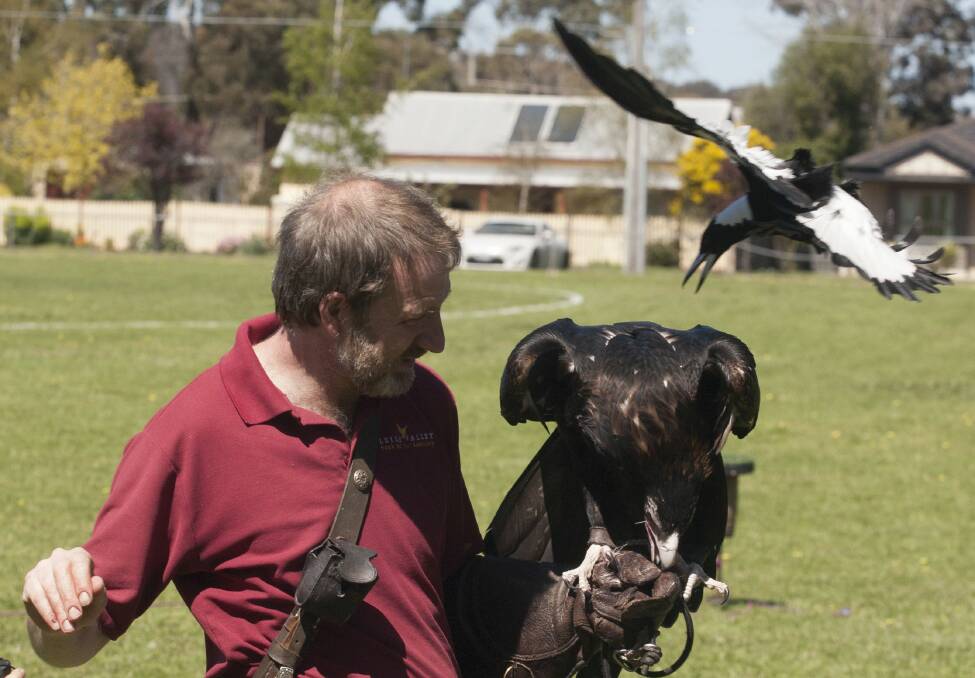 SWOOP: An aggressive magpie dives at Martin Scuffins and wedge-tailed eagle Yarrum at Royal Park oval in Buninyong on Saturday. Picture: Mark Smith