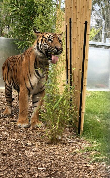 TASTY: Satu checks out the vegetation in his new home at Ballarat Wildlife Park. Picture: Robbie Doyle