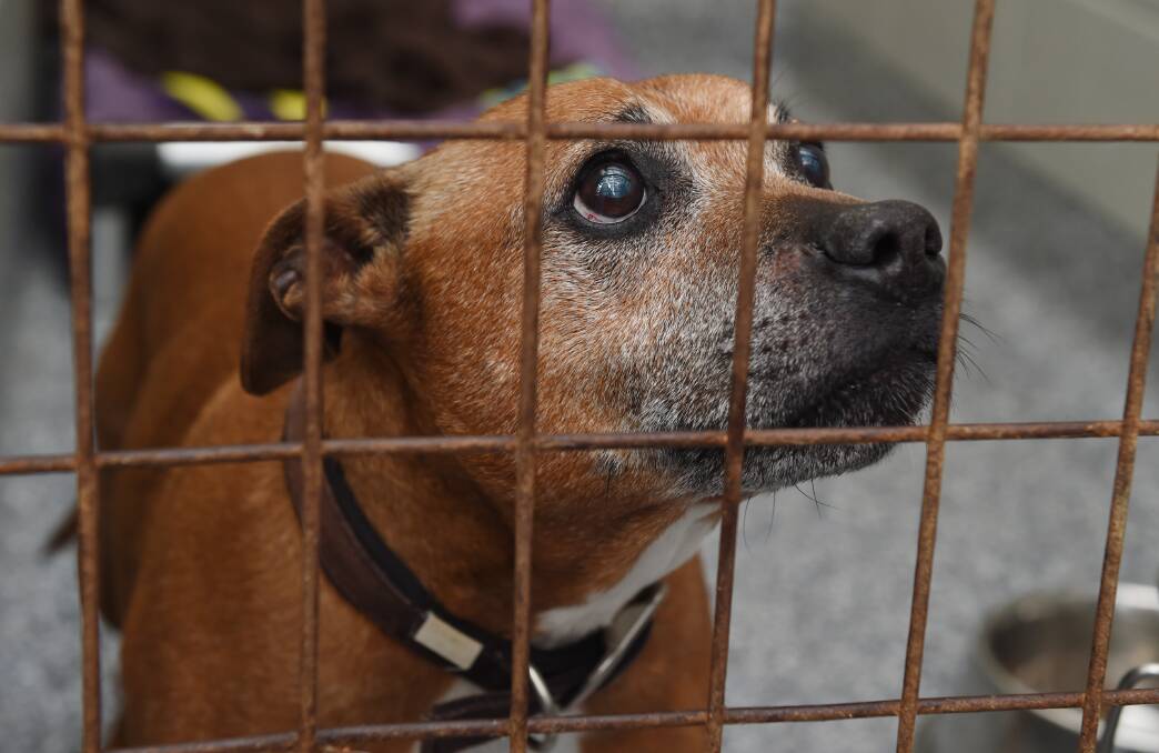 ELDERLY: Eddy, 13, was surrendered to the Ballarat shelter because he was too old. Pictures: Kate Healy. 