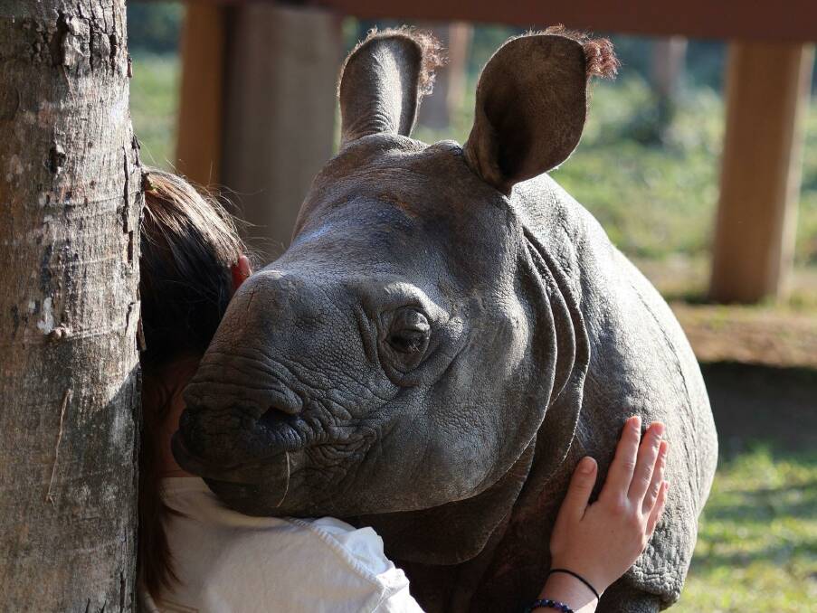 A Fed Uni student on a study tour in Nepal bonds with an orphan rhinoceros at a wildlife refuge. Picture supplied
