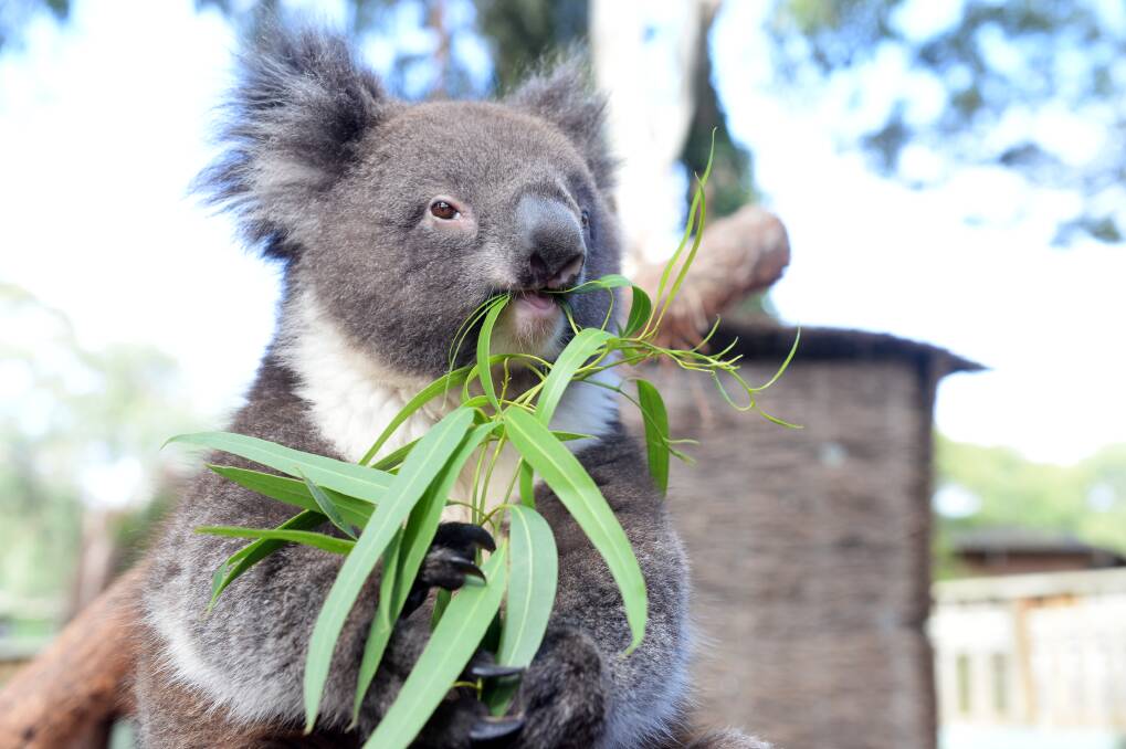 YUMMY: Ballarat Wildlife Park's youngest koala joey Bobby is growing quickly on his gum leaf diet. Picture: Kate Healy