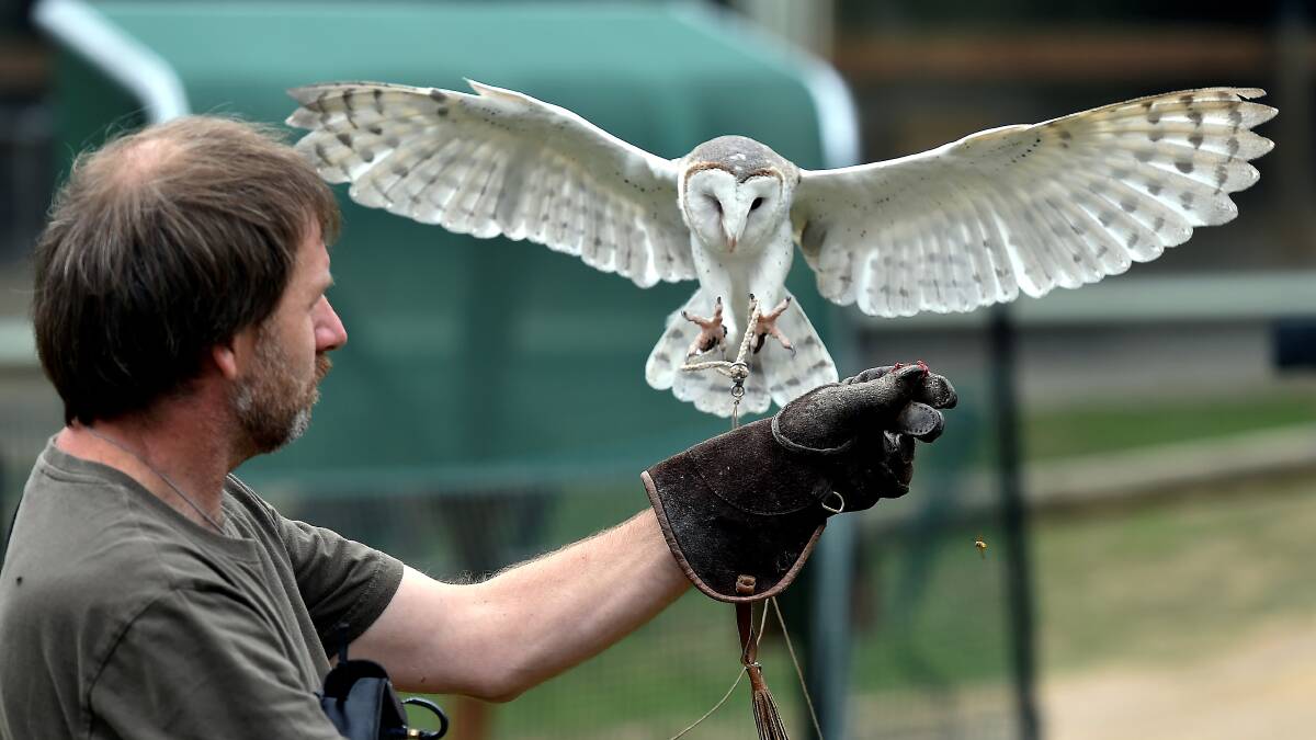 Martin Scuffins with Min Min the Eastern Barn Owl