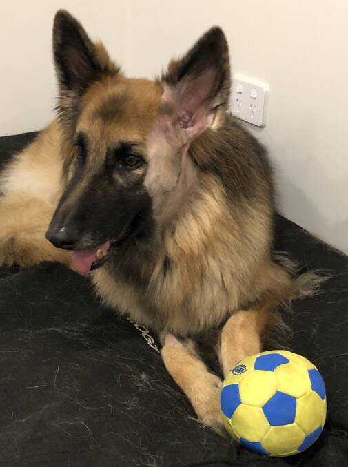 NEW BALL: Allirya plays with a new toy while recovering from surgery to remove a tumour from her saliva gland.