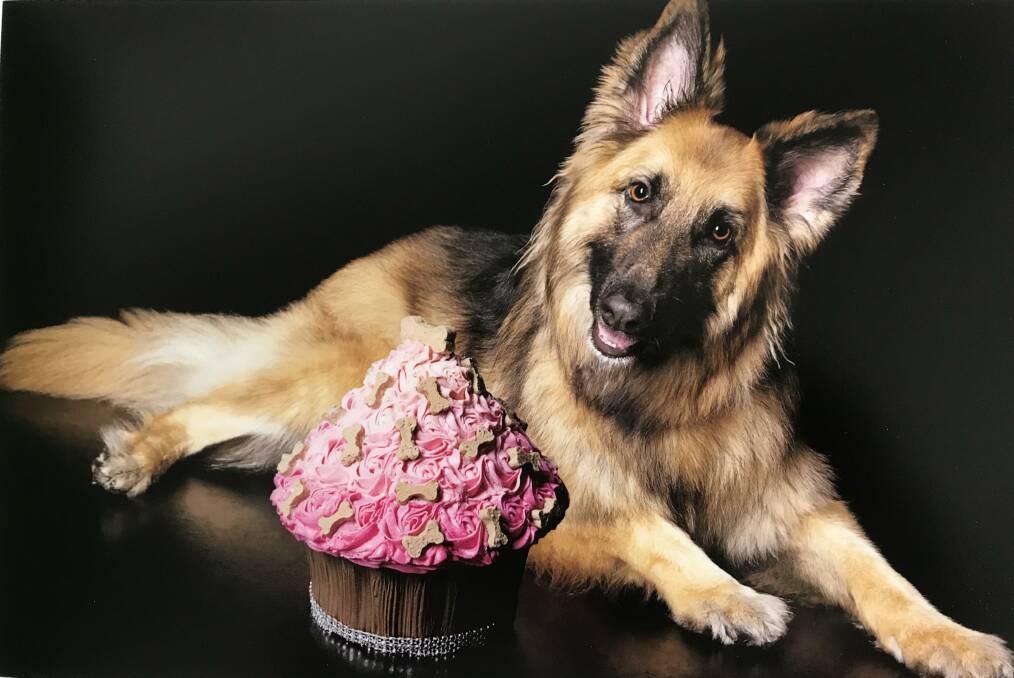 GOOD GIRL: German shepherd Allirya celebrated her birthday having professional portraits taken with a dog-friendly cake before she became ill.