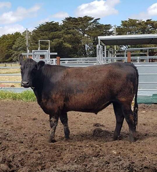 A large steer, donated by a local farmer, has also been donated.
