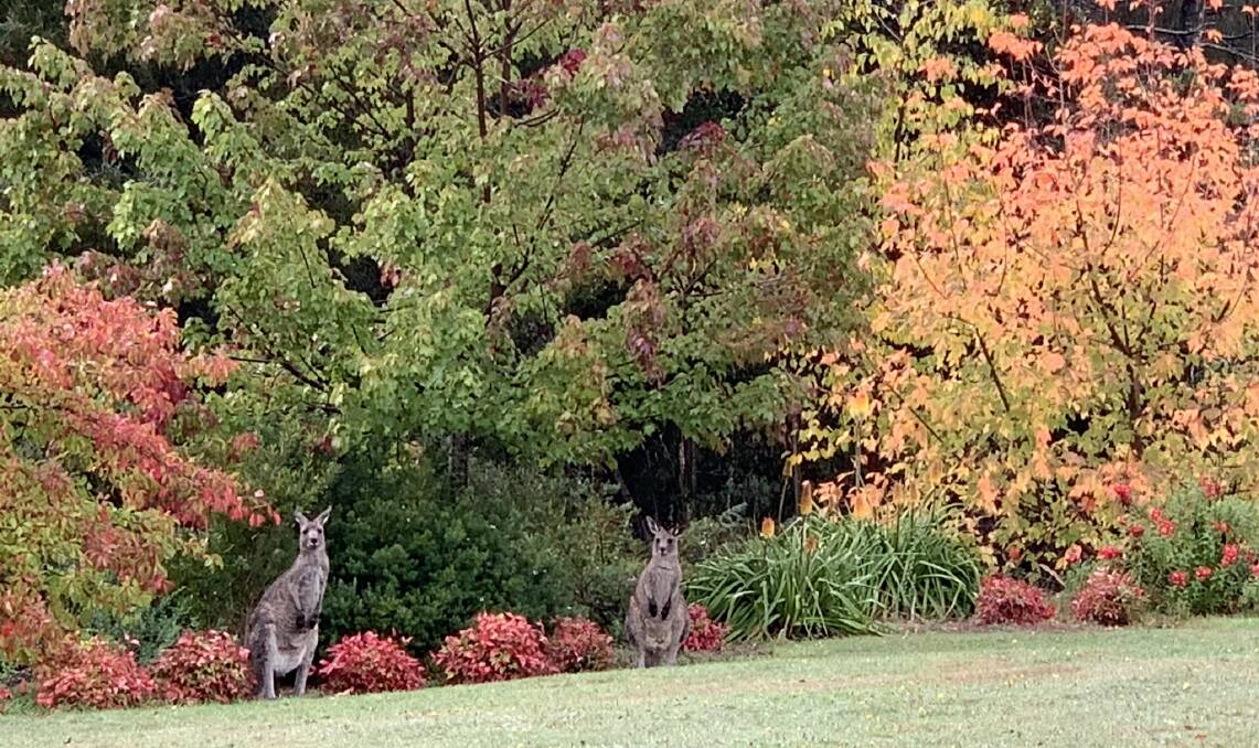 VISITORS: Kangaroos enjoy the autumn colour of Forest Edge gardens in Blackwood, which will be open to the public on April 17 and 18.