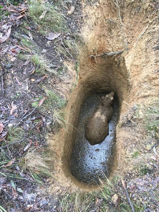 The kangaroo stuck down an abandoned mineshaft in Creswick State Forest