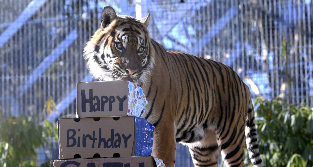 HAPPY DAYS: Sumatran tiger Satu enjoyed a day of presents, scents and special treats to mark his 15th birthday at Ballarat Wildlife Park. Picture: Lachlan Bence