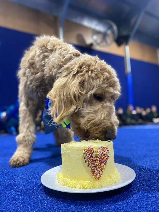 TASTE: Arlo tucks in to a dog-friendly cake during his first birthday party at Gordon Primary School. Picture: supplied