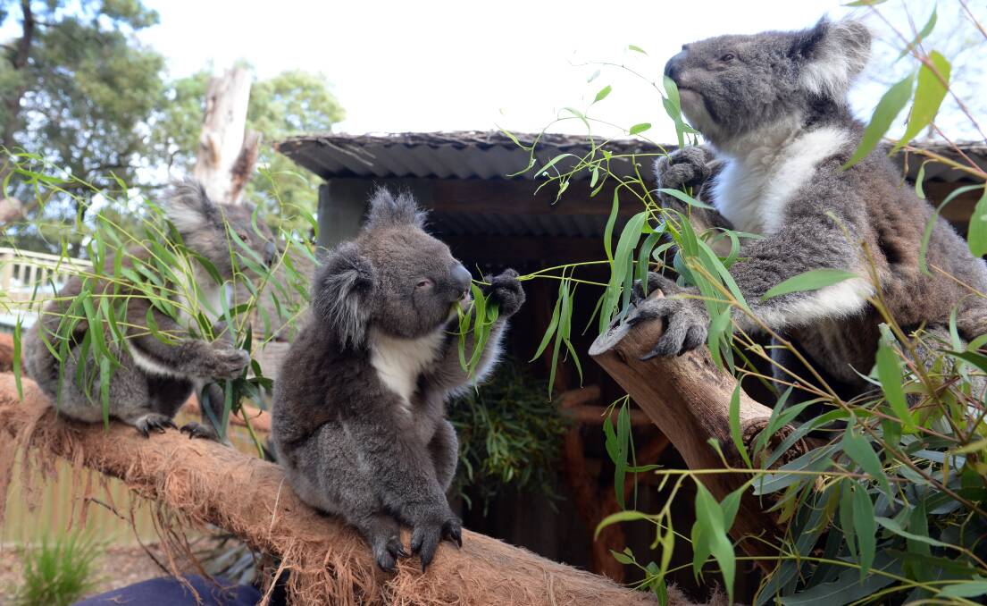 FAMILY: Buttons, Bobby and Ella enjoy a gum tree lunch at Ballarat Wildlife Park. Picture: Kate Healy