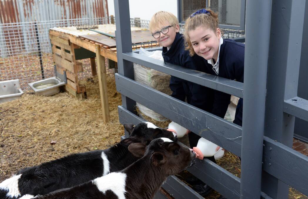 MILKING: Ballarat Christian College year seven students Darcy and Elouise feed the two calves that have spent the past three weeks growing up at school. Picture: Kate Healy