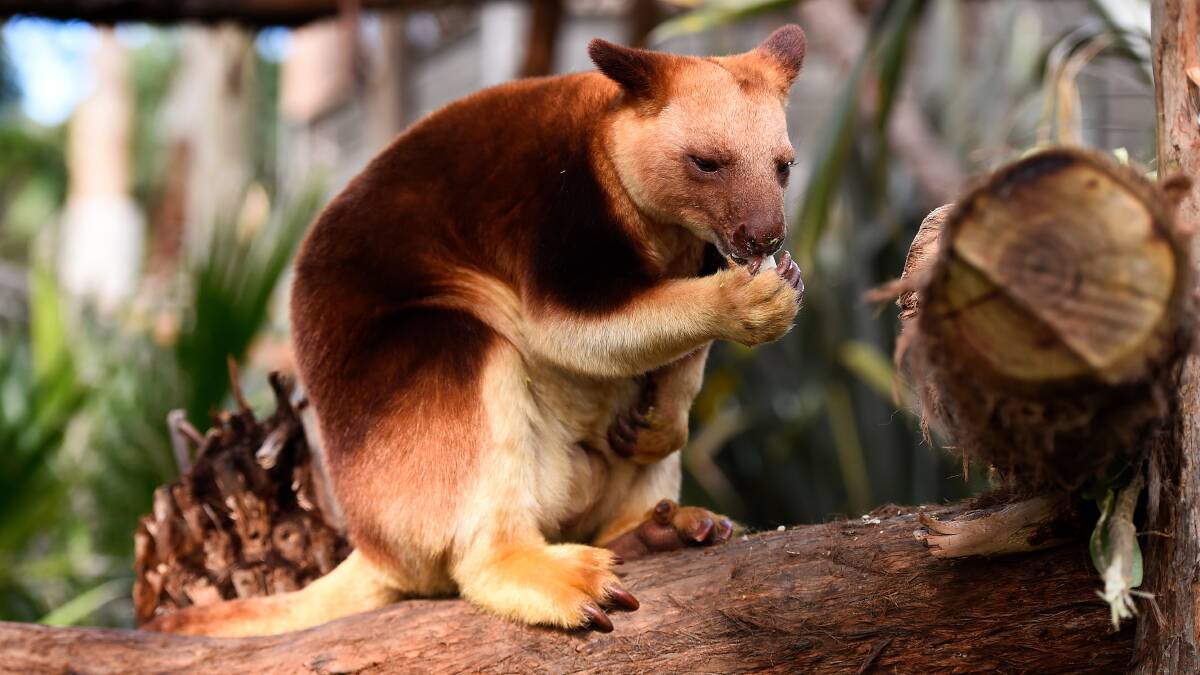 ENRICHMENT: Kombai the tree kangaroo has a snack during lockdown at the Ballarat Wildlife Park. Picture: Adam Trafford