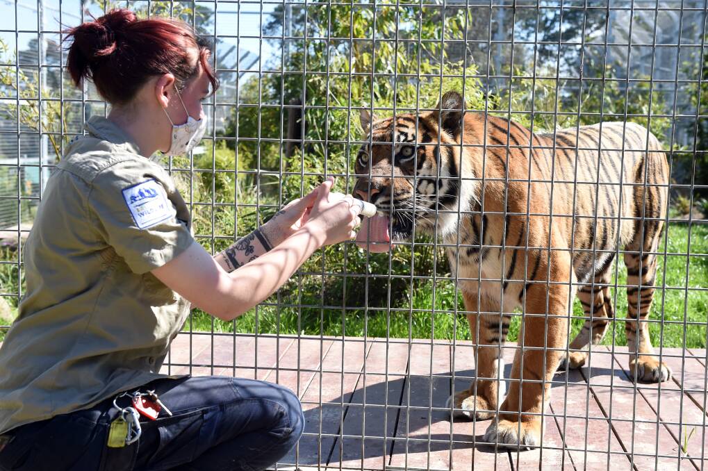 GRIEVING: Satu with carnivore keeper Kim Grout last month. Picture: Kate Healy