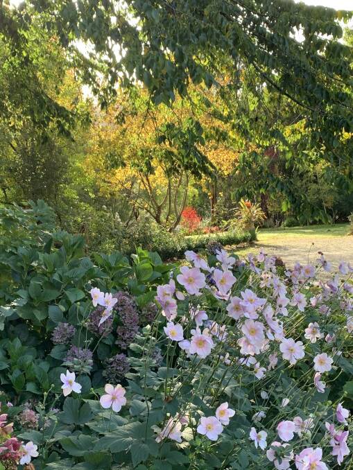 Stunning autumn colour at Blackwood open garden