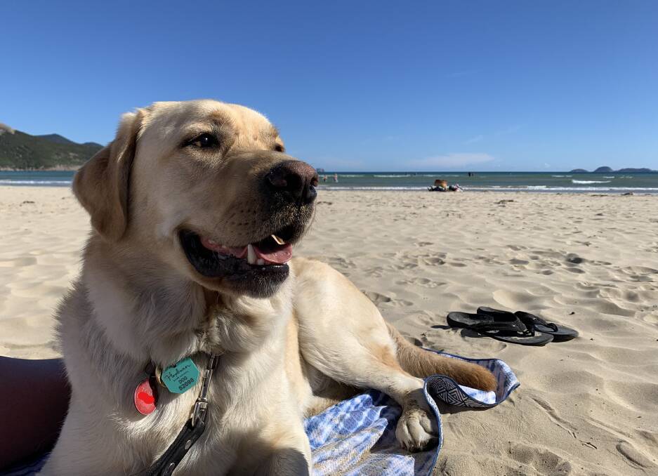 GOOD BOY: Zorro relaxes in the sand on a recent trip to the beach with Tony Clark and his family.