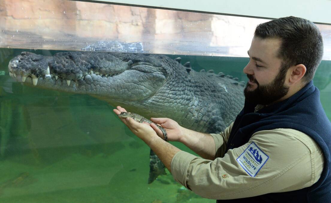 FUTURE: Senior reptile keeper Adam Sapiano shows the size comparison between the new hatchling and its father Crunch. Picture: Kate Healy 