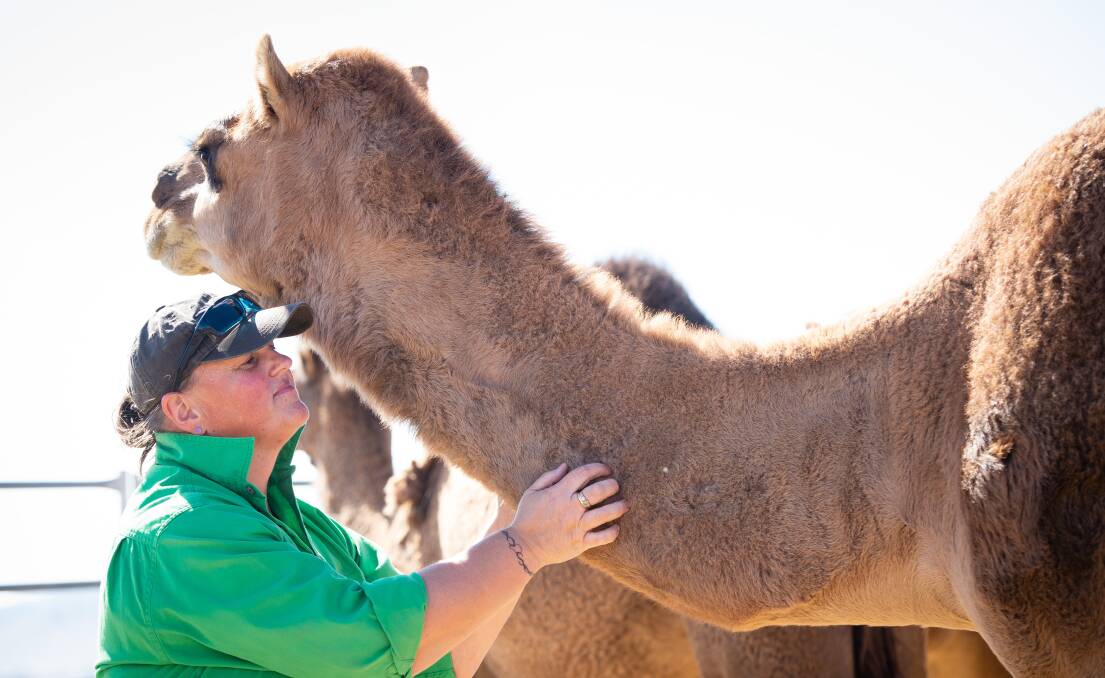 CALM: Sally Millard with one of the camels used for therapy on the Father Bob's Lourdes Camel Sanctuary at Mount Lonarch. Picture: Adam Trafford