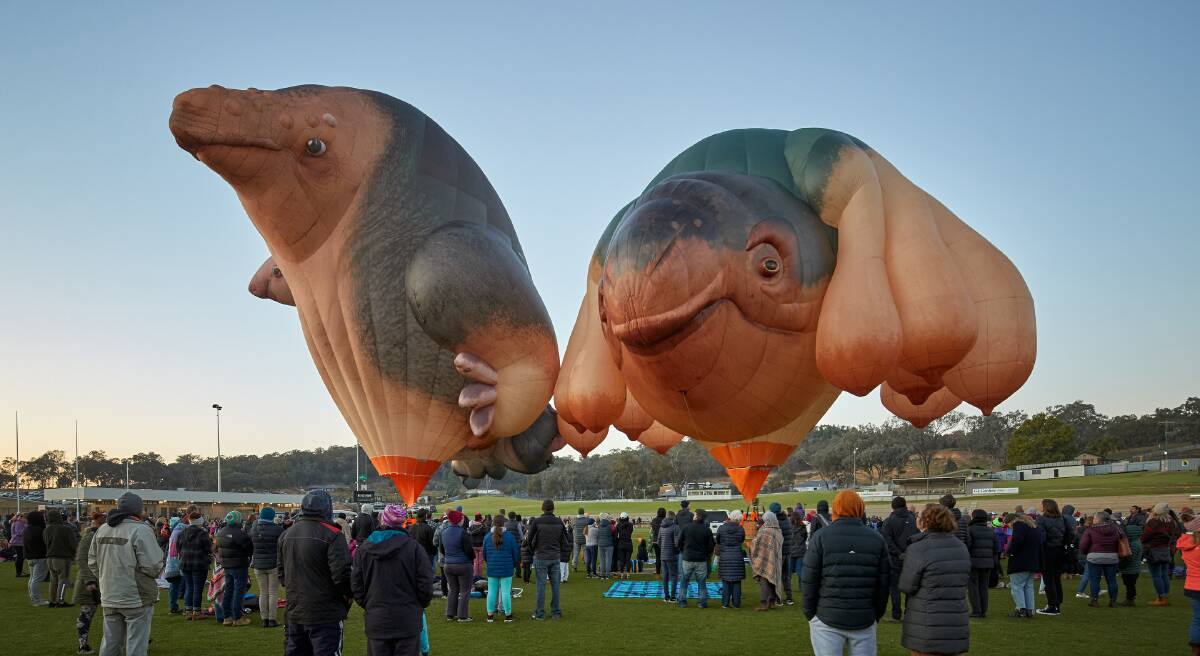 HOT AIR: Skywhale and Skywhalepapa in Albury earlier this year. Picture: Jeremy Weihrauch