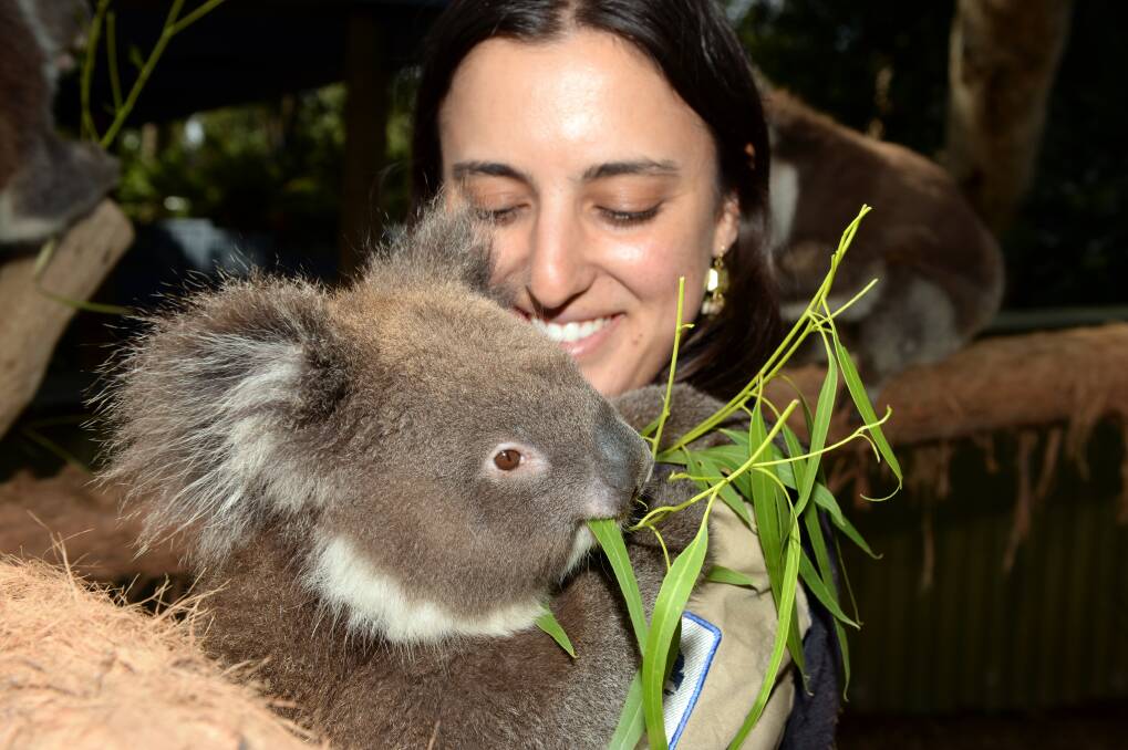 HUGS: Koala keeper Meryem Zeyrek gets a cuddle from Bobby. Picture: Kate Healy
