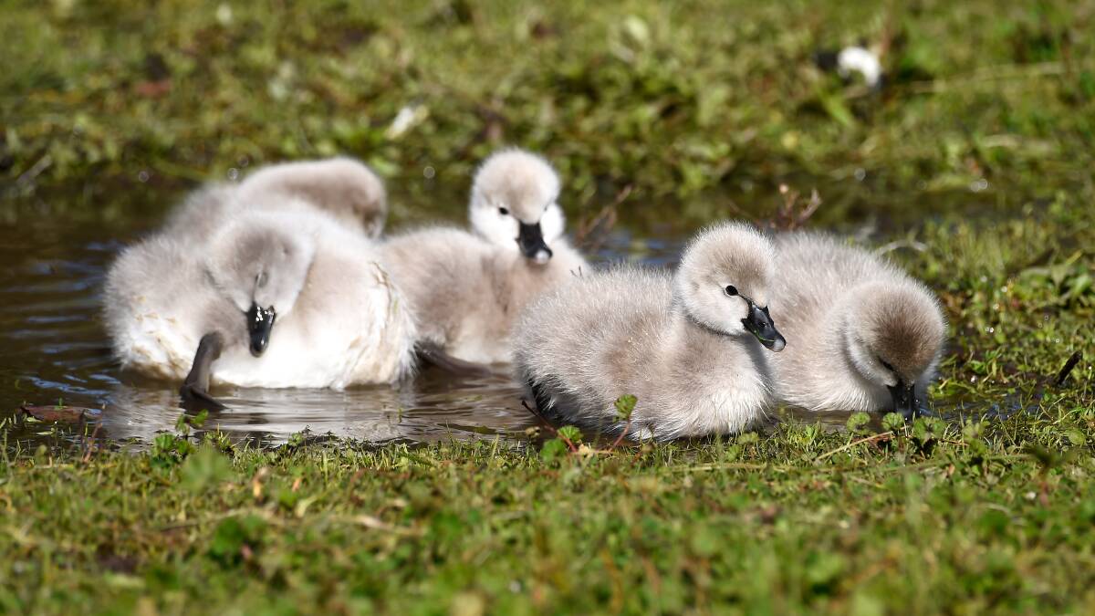 PUDDLE: The cygnets enjoy a shallow swim in a puddle on the shore. Picture: Adam Trafford