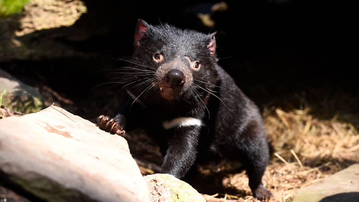 Ballarat Wildlife Park's Tasmanian devil Neville will be one of the stars of Tasmanian Devil Day on December 10. Picture by Adam Trafford