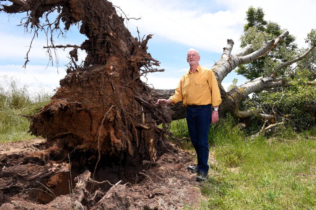 FALLEN: Arch of Victory/Avenue of Honour committee president Garry Snowden with the destroyed tree which honoured Wallis Hicks, a soldier with no known grave. Picture: Adam Trafford 