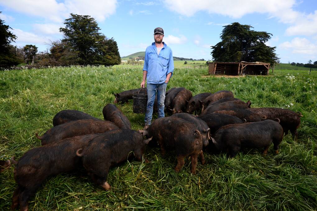FEEDING TIME: Jono Hurst with some of the older Berkshire pigs at his Brooklands Free Range Farm in Blampied. Picture: Adam Trafford 